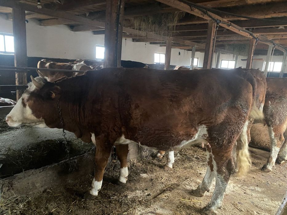 Vând juninci gestante