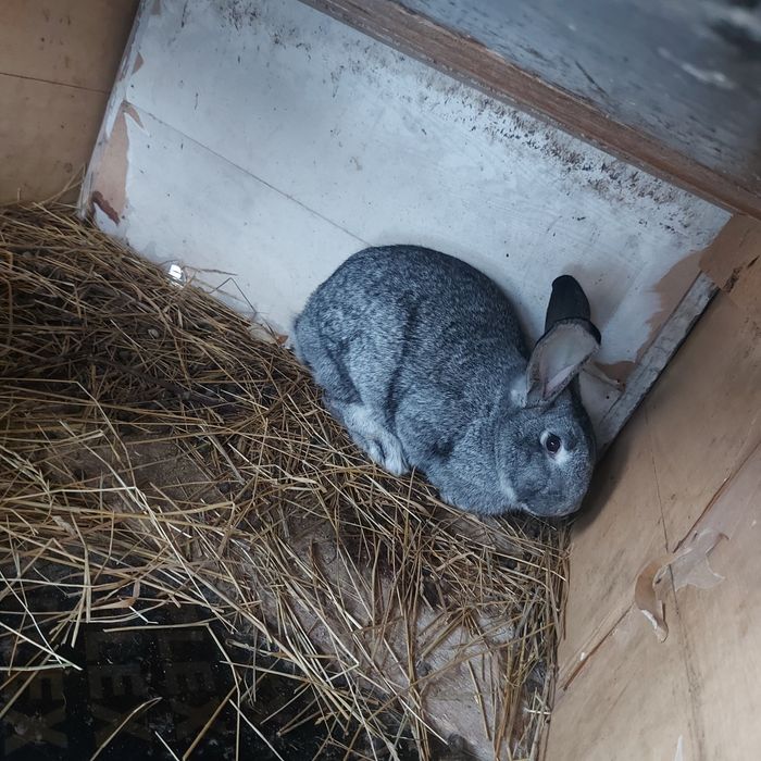 Кролихи ещё года нет