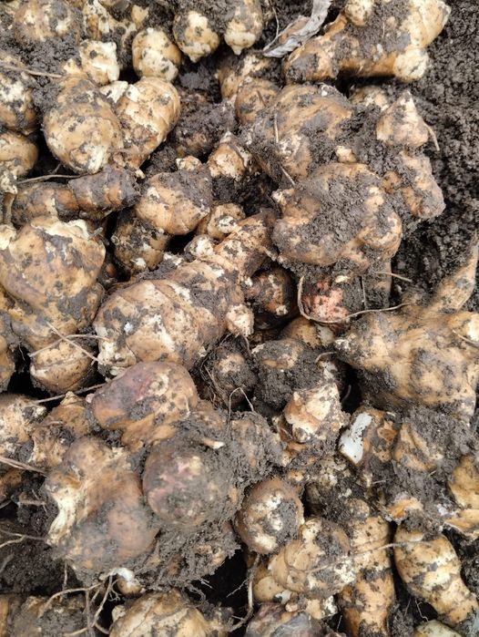 Топинамбур свежий