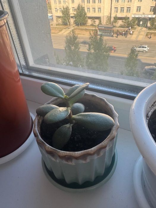 Продам цветы писать в ватсап