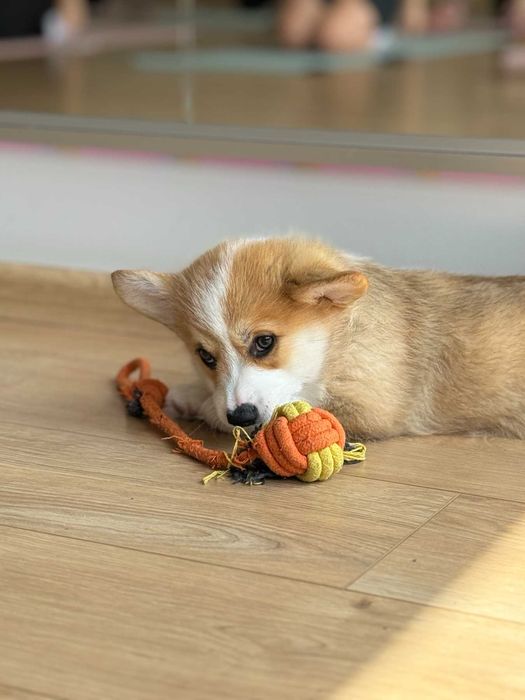 Уелско корги-Пембрук