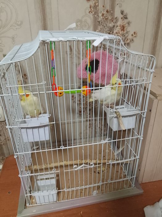 Карелла пара ейцо делают