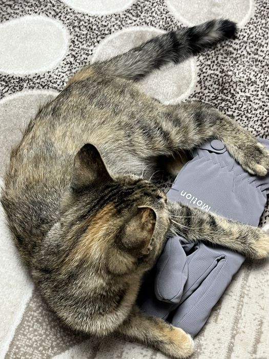 Котенок трехцветный. Девочка