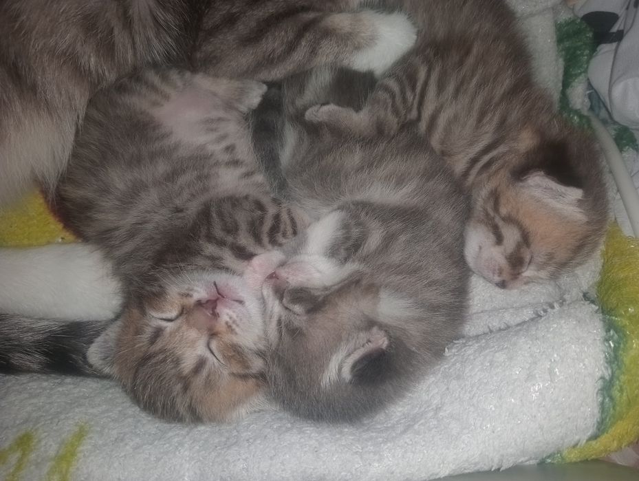 Породистые котята, бронь