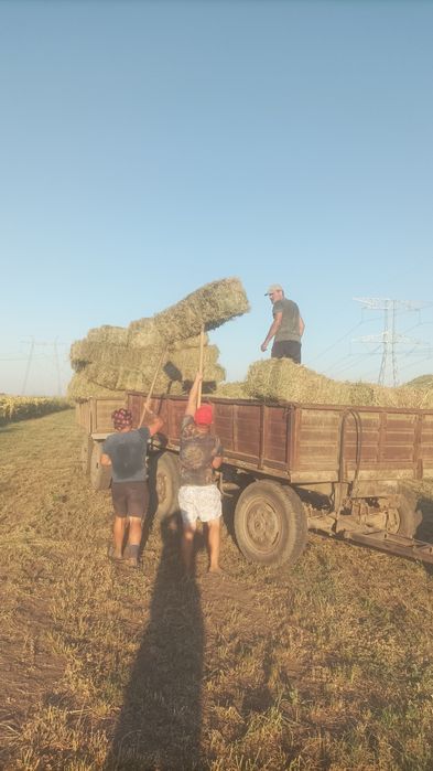 Vând baloți de lucernă