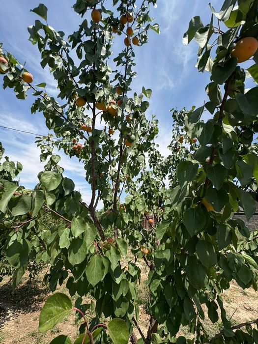 Продам дом с участком