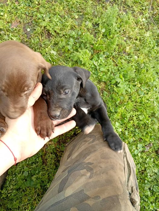 Малки питбулчета ПОДАРЯВАТ СЕ