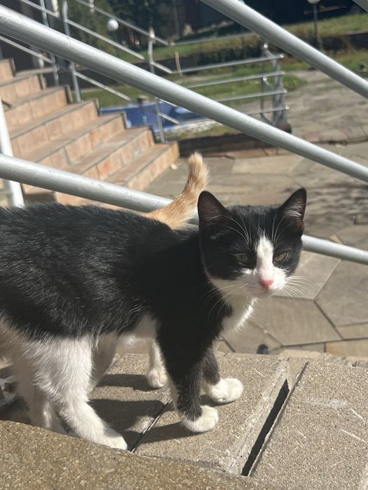 Отдадим в добрые руки бесплатно