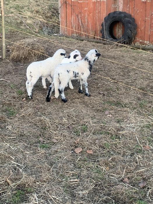 Oi si capre  de vanzare