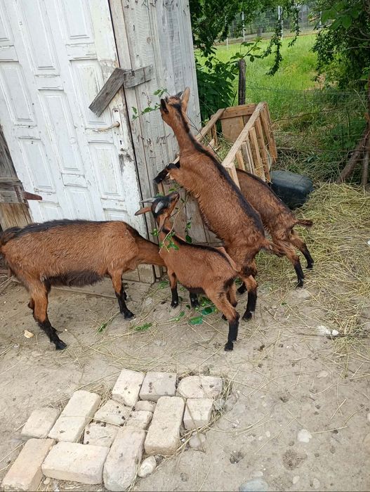 Vând iadă  alpin și ied sannen