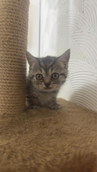 Котята смесь шотландца и британца