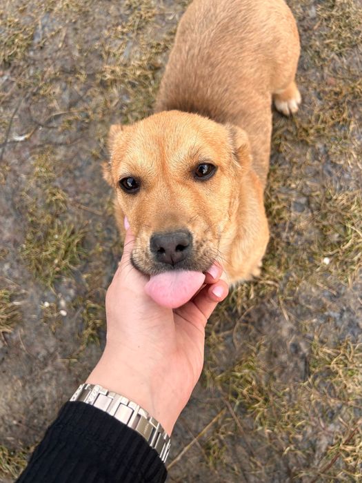 Donez căței pichinezi