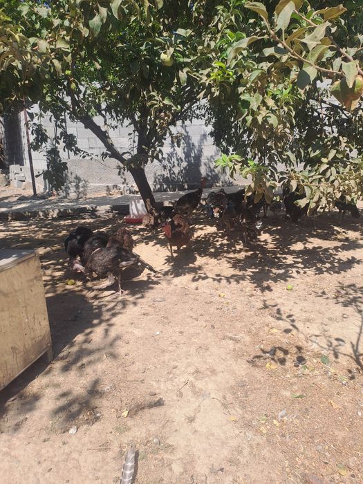 Ундук балапандары