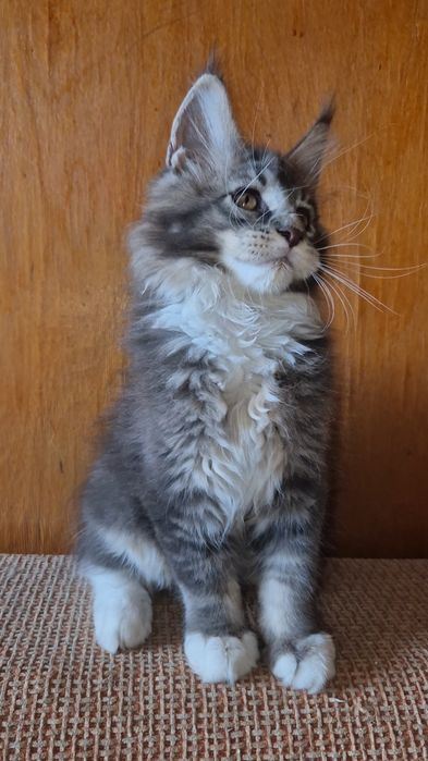 Котята породы Мейн-кун