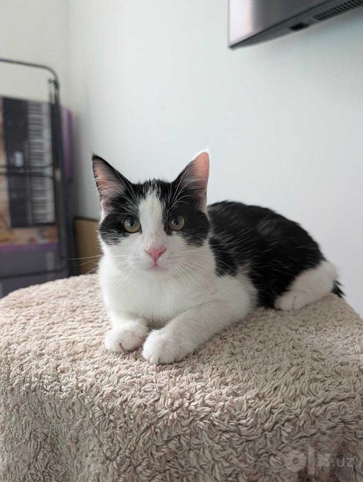 Котёнок Пошка, отдается в добрые руки!