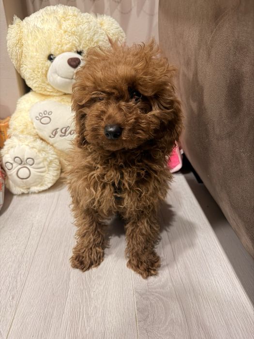 Той Пудел женско – ваксини, паспорт, много красиво