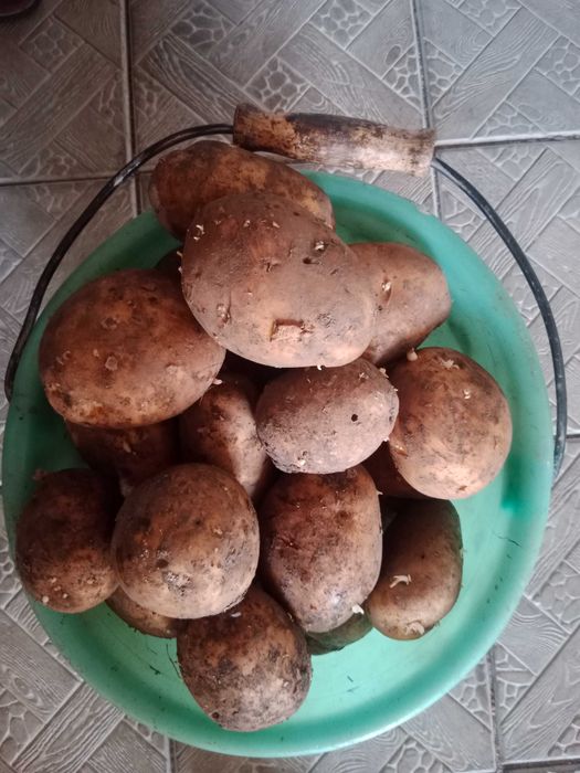 Картошка хорошая