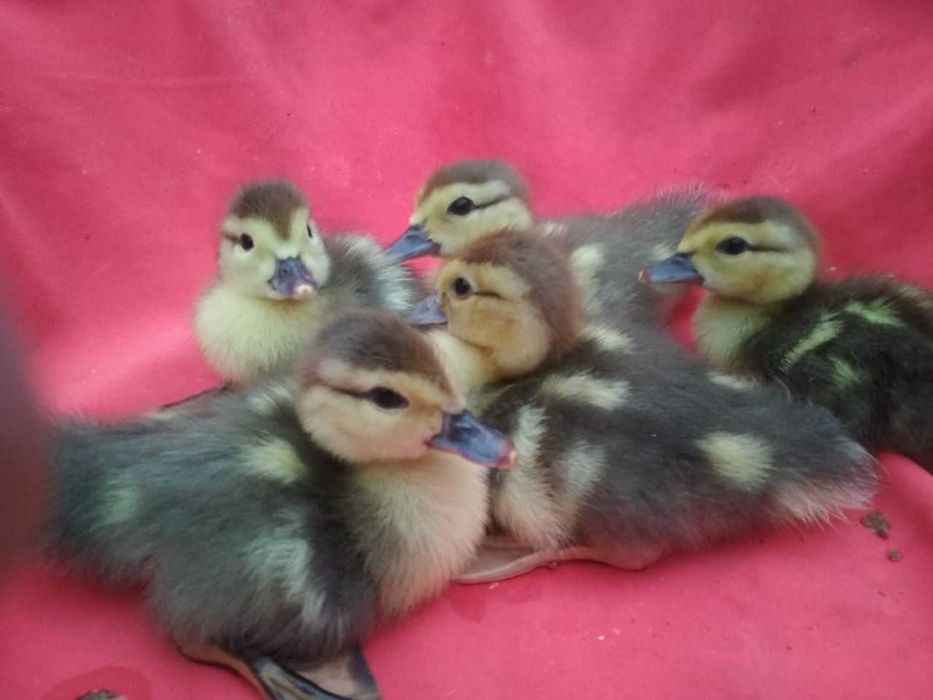 Индоутки и индоутята новых германских линий.