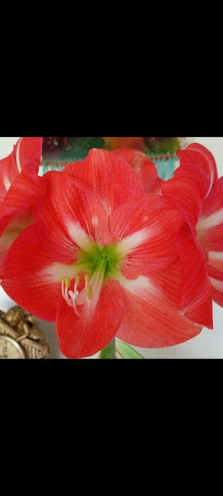 Цветок Гиппеаструм