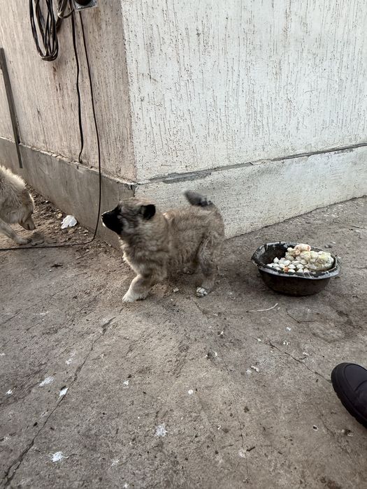 Продам щенка лайки 1 мес 5000