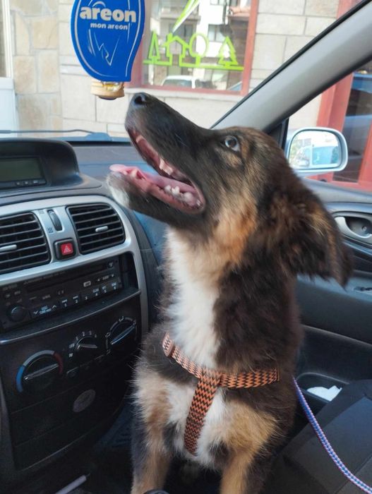 Женско кученце търси дом