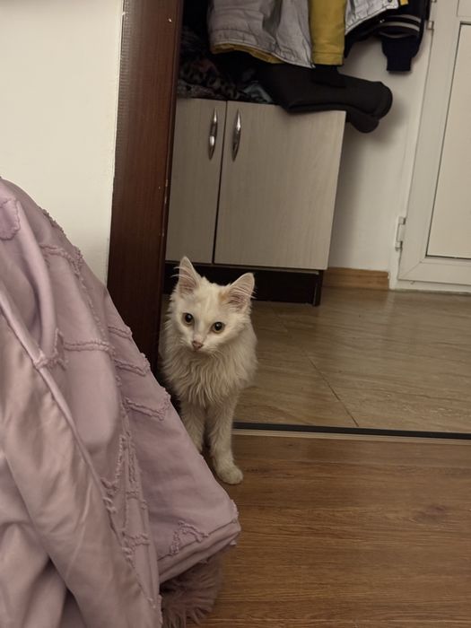 Котик в добрые руки