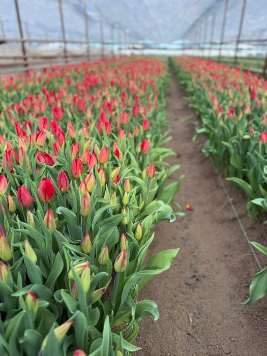 Тюльпаны оптом есть