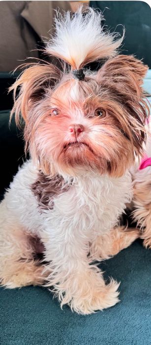 Бивер Йоркширски териер