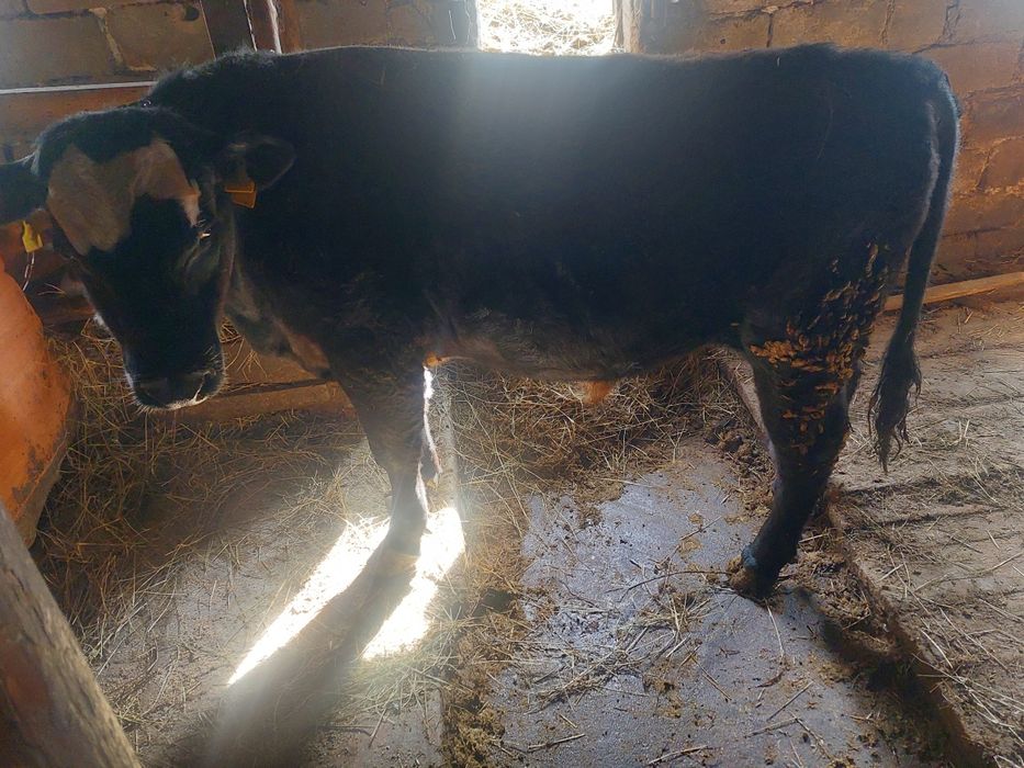 Продам бычков находятся в селе макинка