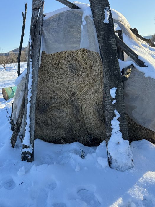 Vând baloți fân și lucernă