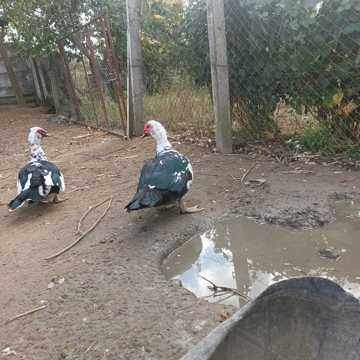 Rate si ratoi lesesti de vanzare