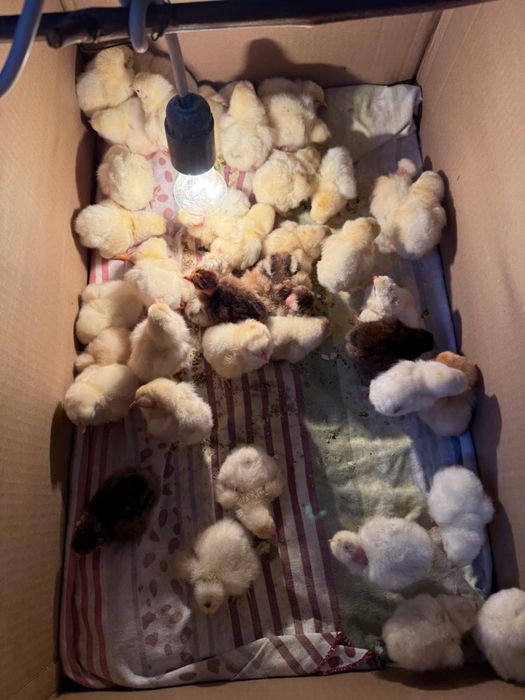 Суточные цыплята