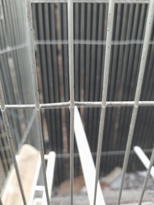 Colivii pasari exotice