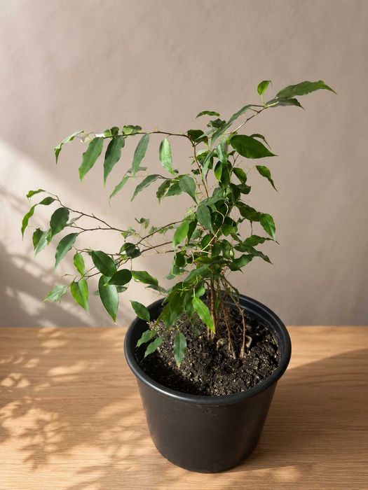 Фикус Бенджамина (Ficus benjamina)
