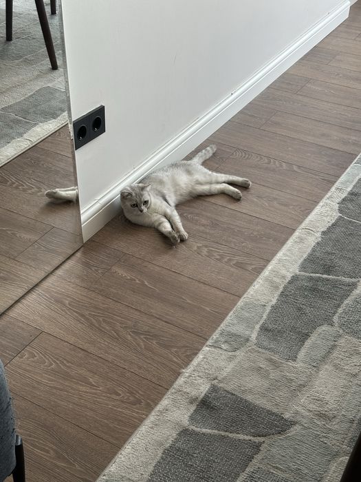 Продается кошка, британская короткошерстная