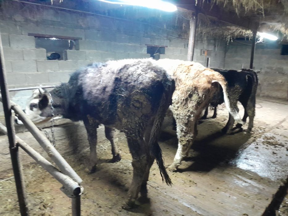 Сиыр на откорм корова на откорм