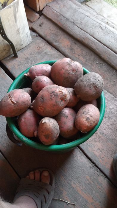 Продам едовой картофель г. Шемонайха