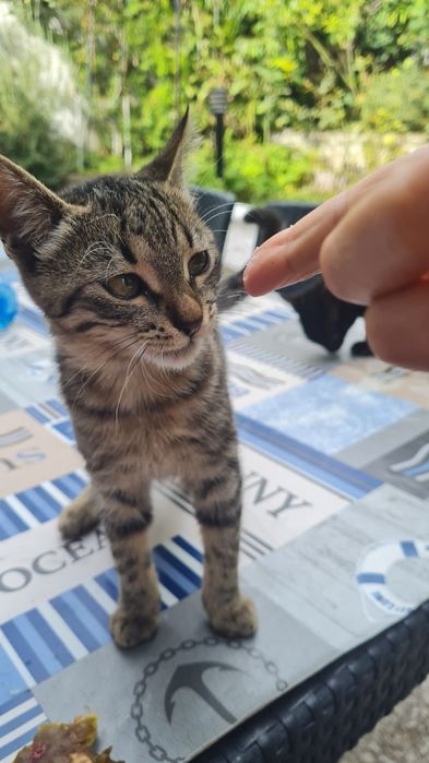 Тигрово  коте търси дом