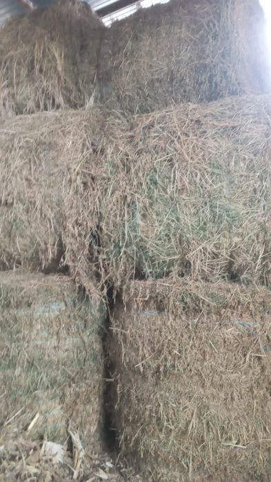 Vând baloți rotunzi lucernă coasa 3