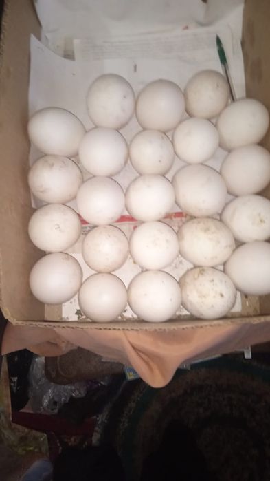 Яйца гусиные инкубационные