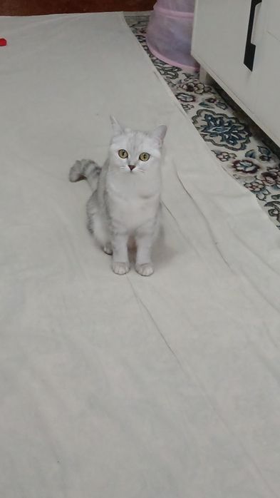 Шиншилла девочка