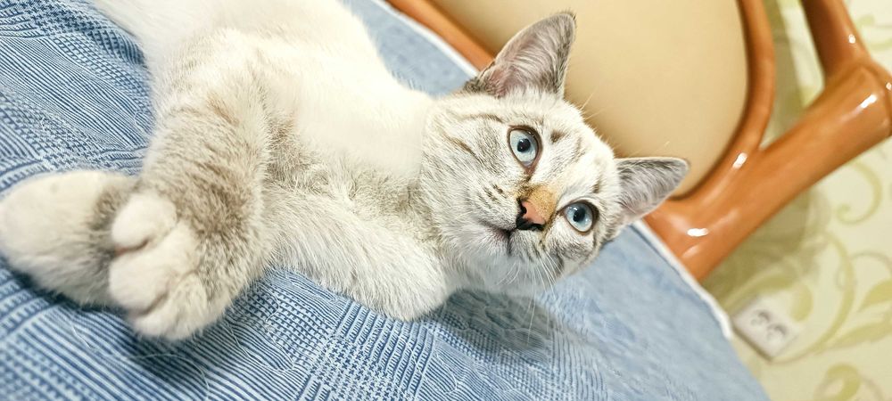 Отдам котят добрым людям