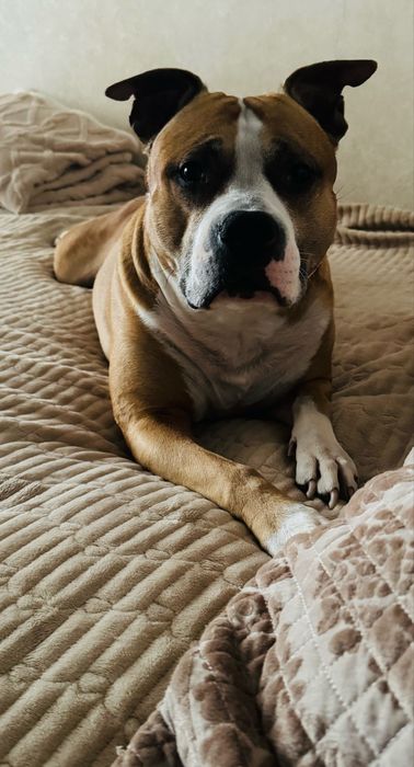 Отдам в добрые руки бесплатно