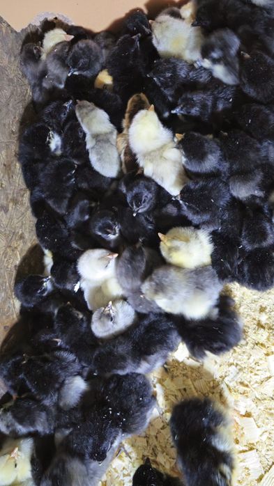 Продаются суточные цыплята