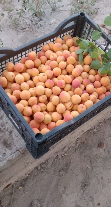 Дикий абрикос/өрік сатылады