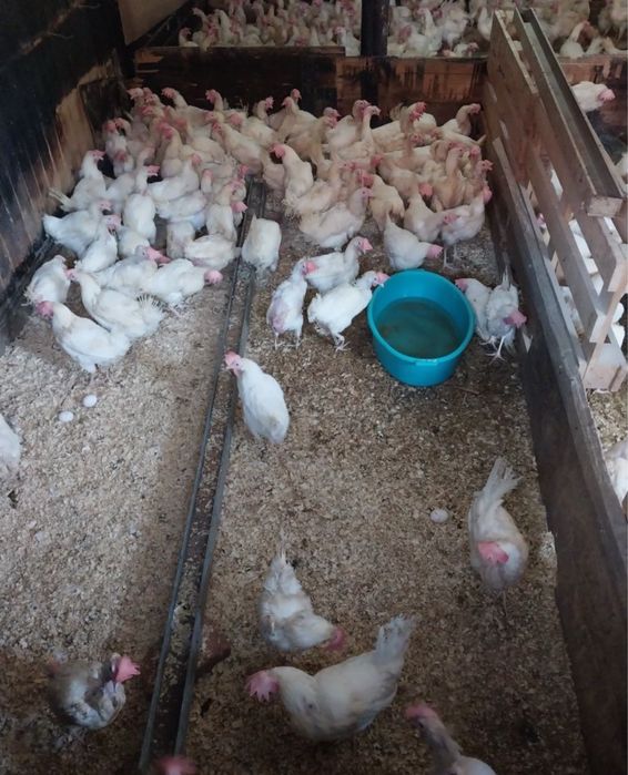 Куры несушки несутся