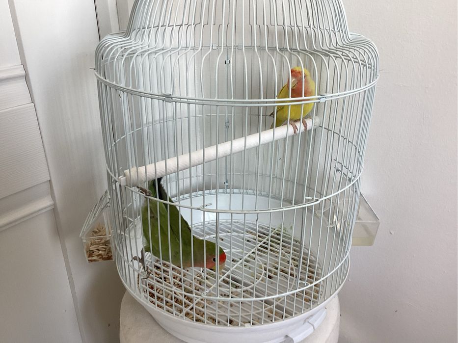 Попугай неразлучники 2 шт