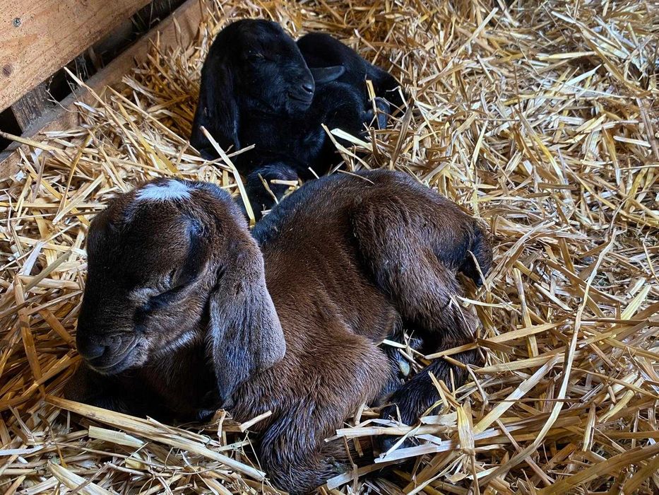 tap capre  anglo nubian