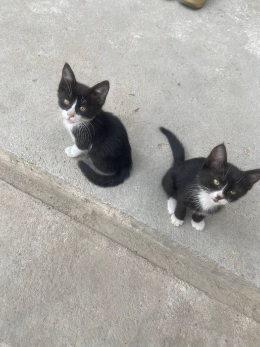 2 Котёнка даром в хорошие руки