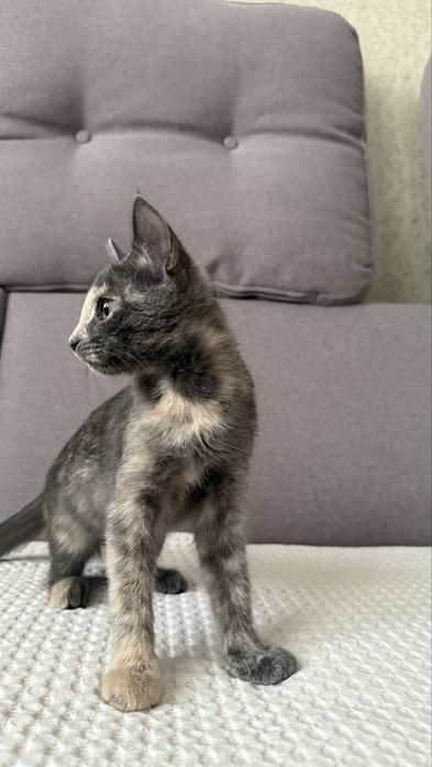 Девочка котенок